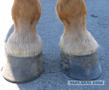 Она все-таки дошла!