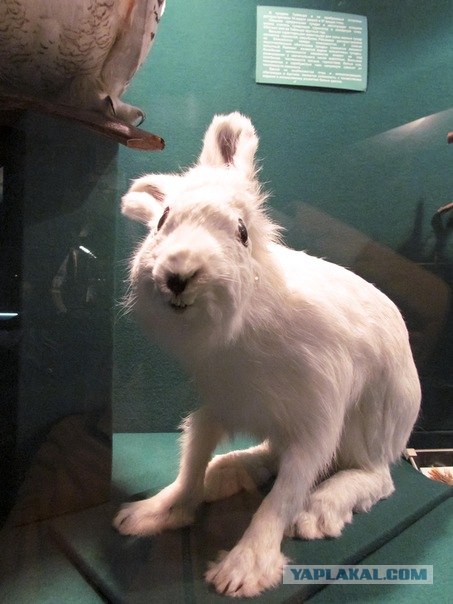 Чучело лисы