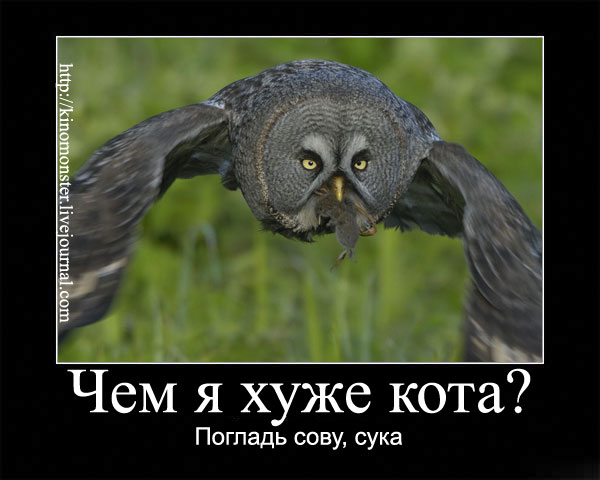 Совиная благодарность