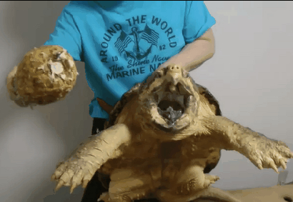 Грифовая черепаха vs ананас