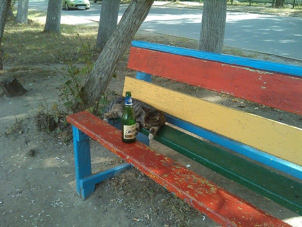 Ужасы и приколы из соцсетей 18+