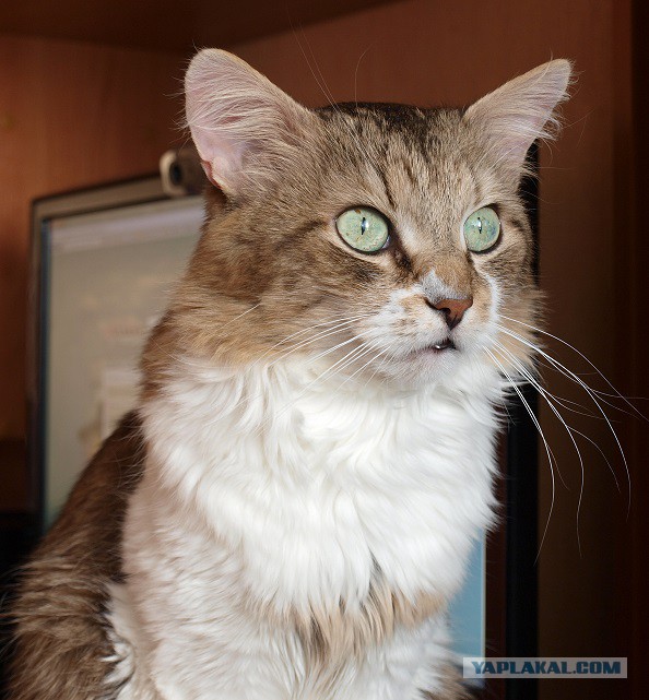 Пост невероятной кошачьей красоты. 25 фот.
