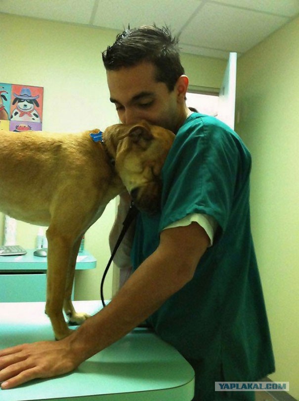 17 животных, которые по-настоящему благодарны ветеринарам