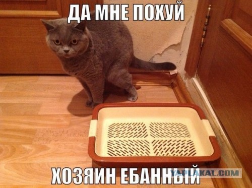 Веселые картинки