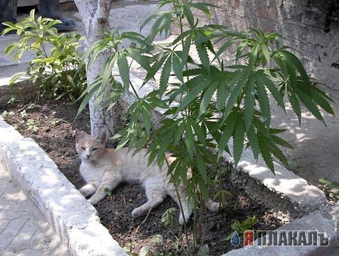 Коты, кошки, котята
