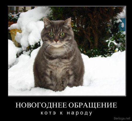 Демы к котовторнику!