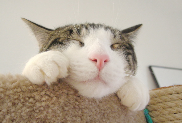Кото-вторник 24 Мая 2016го :)