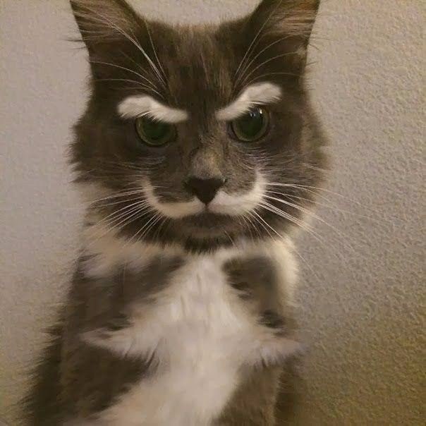 Прикольные животные