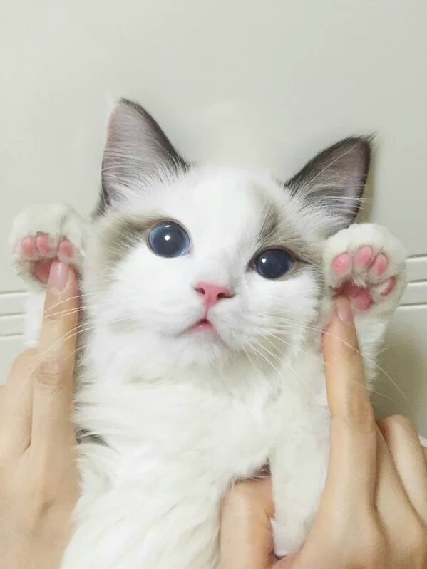 Прикольные животные