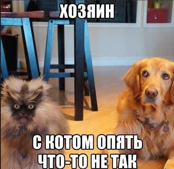 Картинки из Интернета