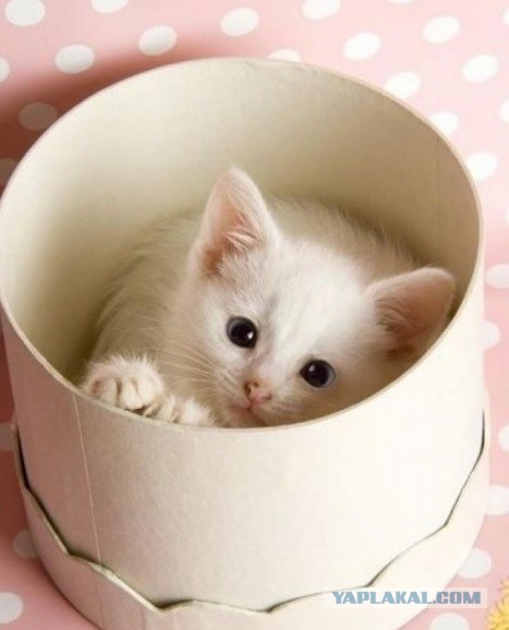 Коробочные коты или кошачий склад