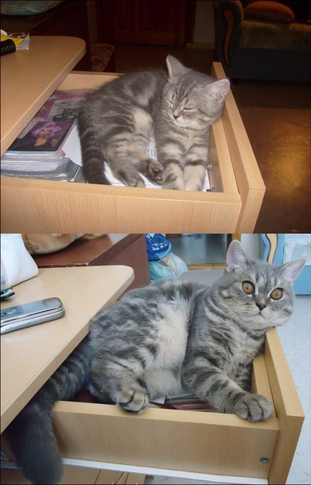 Коты и Кошки