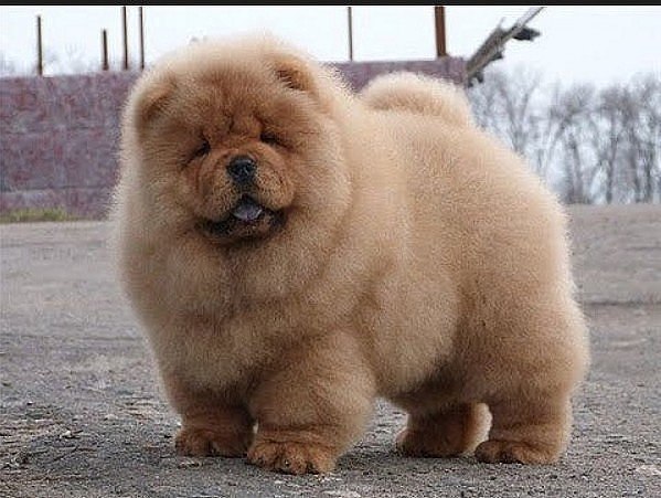 Самые смешные животные