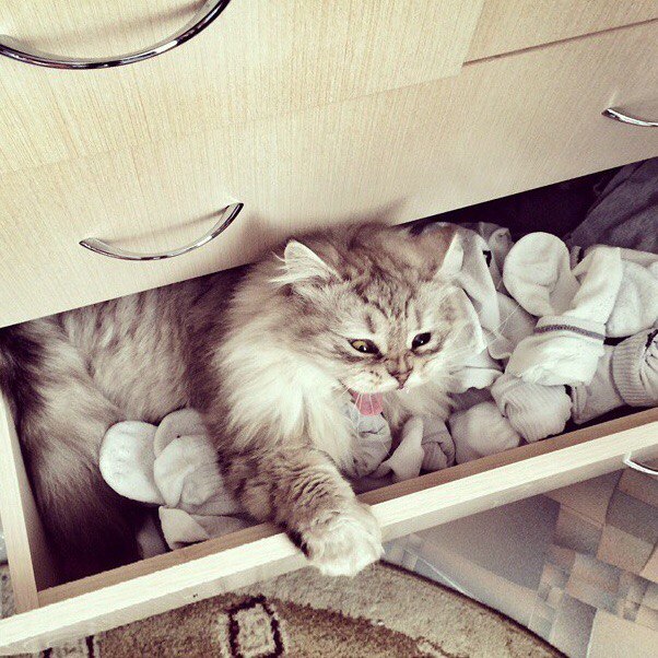 Коты и Кошки