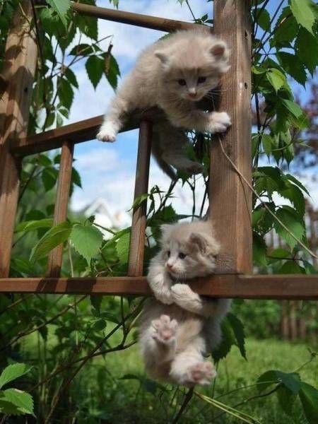 Коты и Кошки