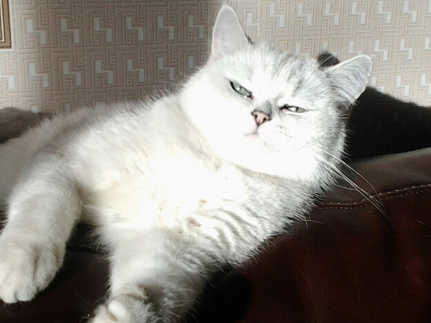 Котовторник 23/05/2017