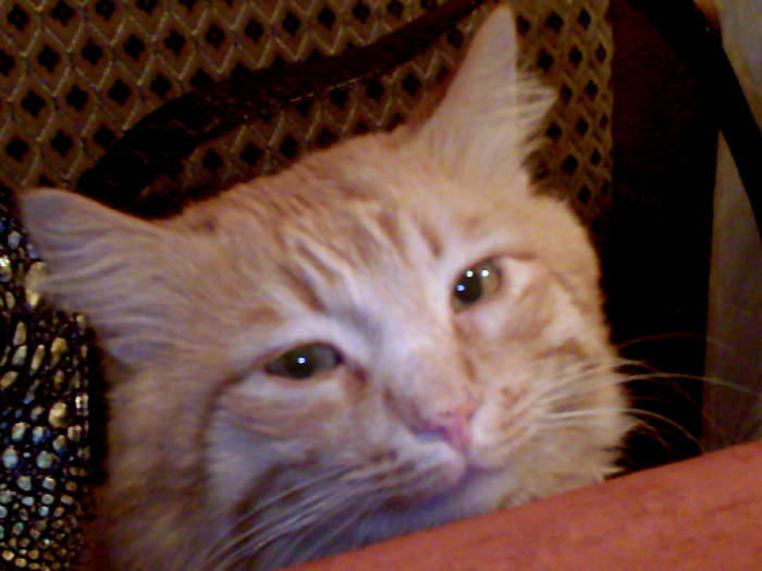 это грустно это печально. вася знает четыре. вася знает четыре числа сумма которых равна 99. вася знает четыре. тянет рыбу хвост.