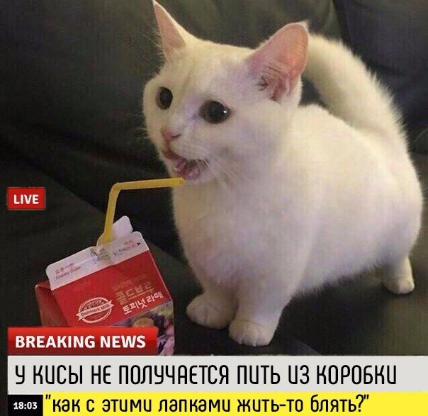 Коты и Кошки