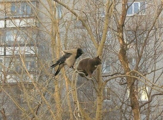 Журнал деградант