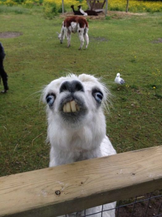 Подборка забавных животных