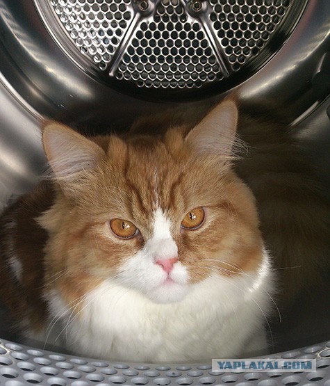 Котовторник