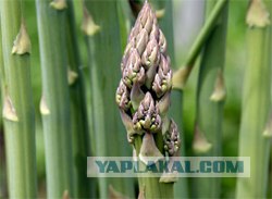 5 новых афродизиаков. Употреблять с осторожностью!