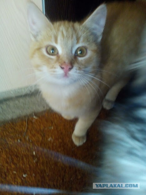 Котовторник  19.12.2017