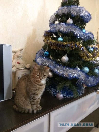 Котовторник!