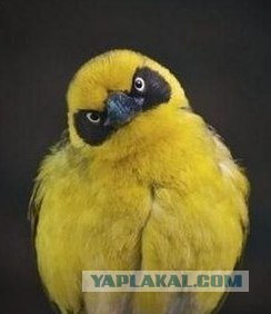 Лимон
