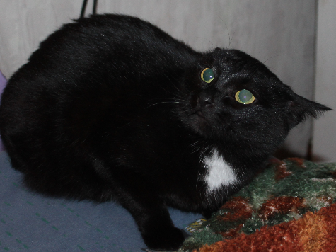 Котовторник 16.01.2018