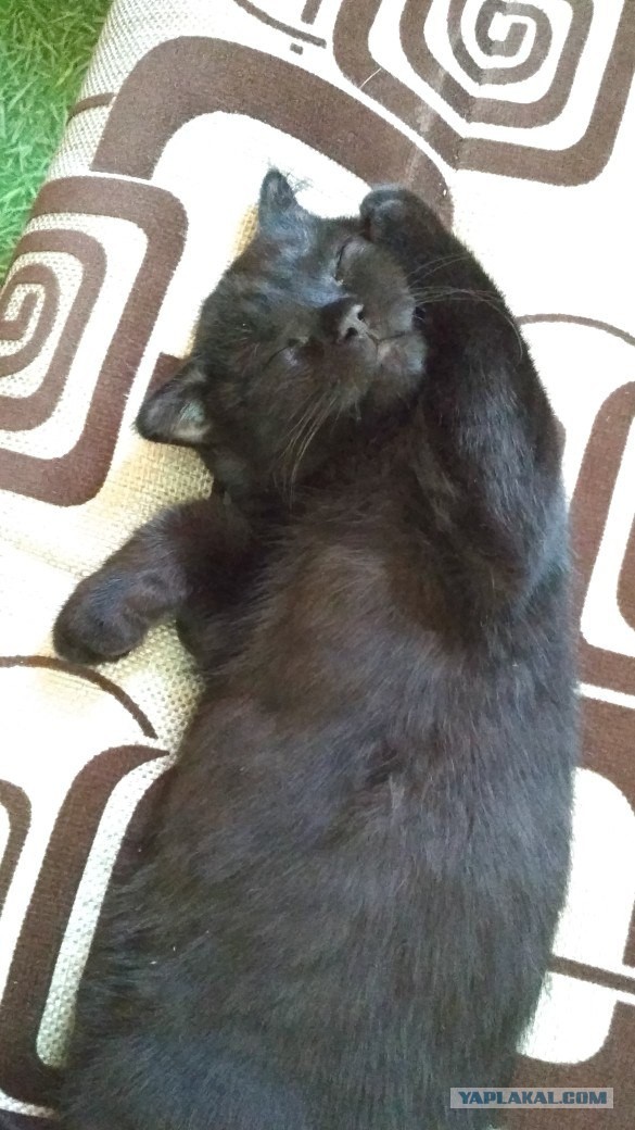 Котовторник 05.06.2018