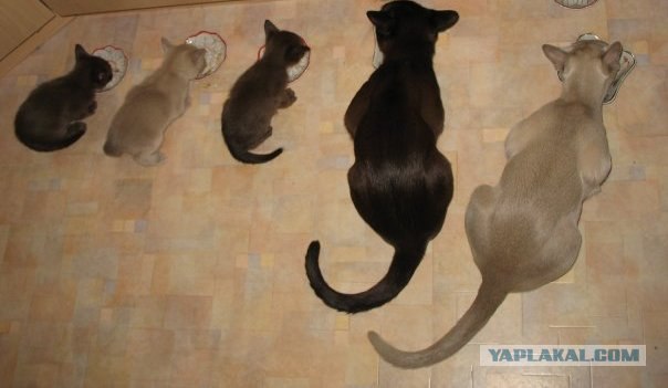 Уррааа! Котовторник на ЯПлакалъ!
