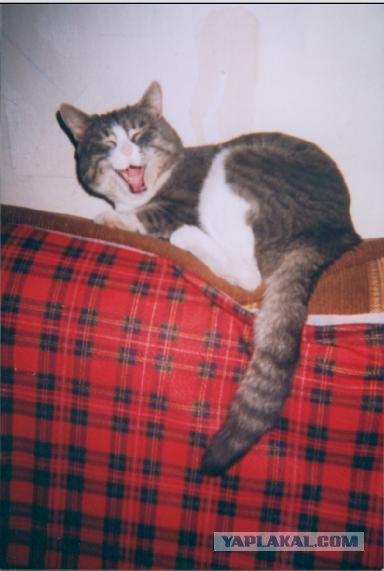 Коты говорят НЕТ понедельникам! Зевающие коты