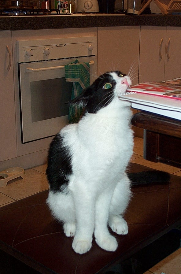 Просто Котовторник