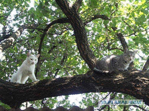 И снова во вторник - котовторник
