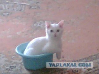 Сегодня котовторник, а котиков все нет