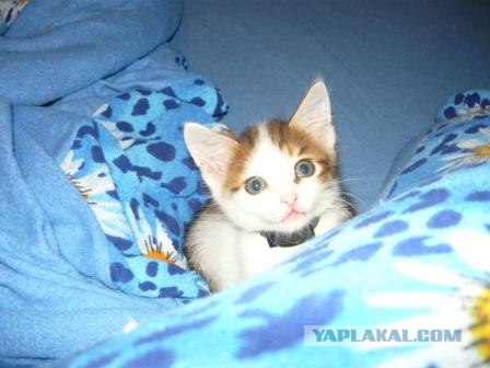 Котовторник