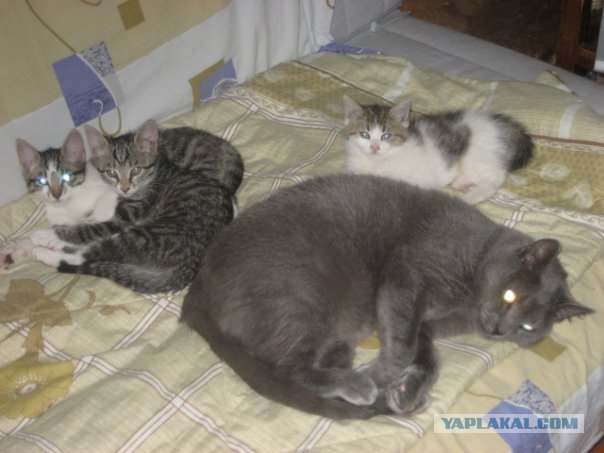 Котовторник на середину июня