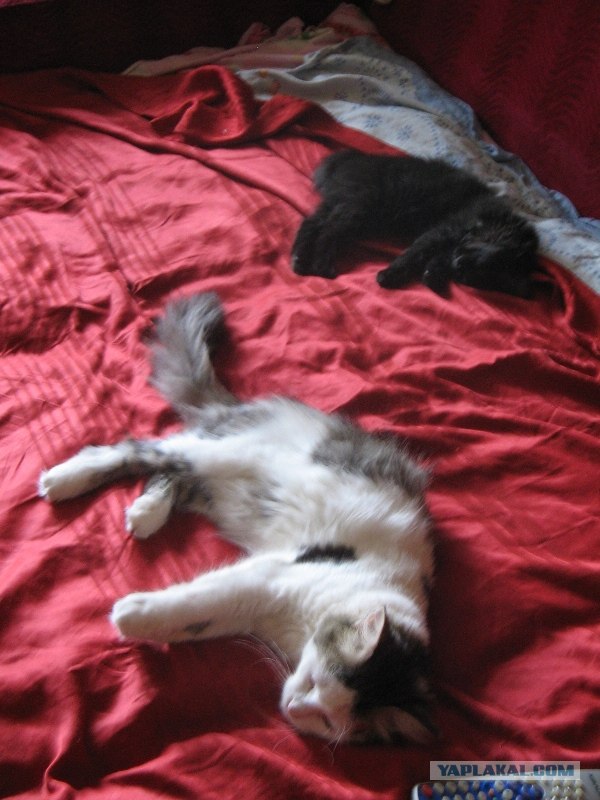 Сонный Котовторник