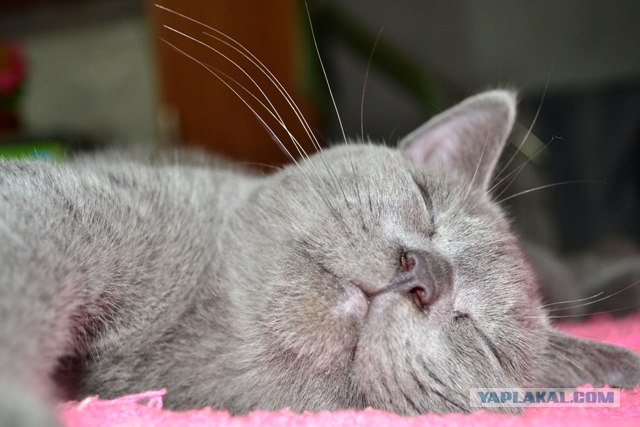 Котовторник в "КотоГетто"