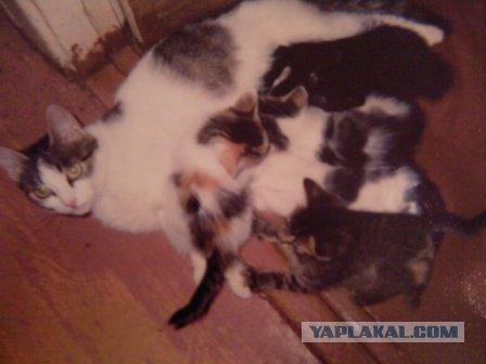 Котовторник 06.12.2011