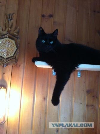 Котовторник 24.04.2012