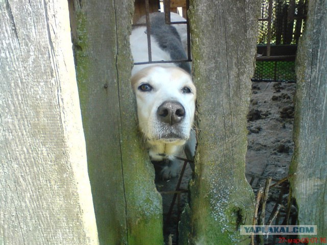 Собака - глазом-в-забор-глядяка