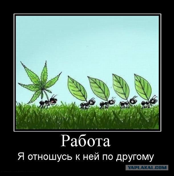 Кем работает форумец - Jus