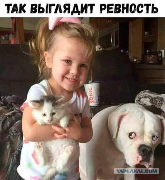 "Удоли!" Дурацкие фото котеек, которые они просили не показывать