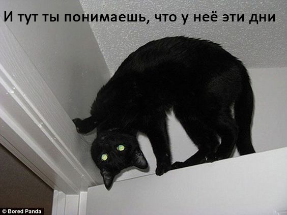 Женщины - они как кошки № 2