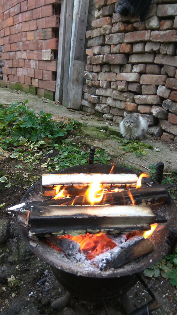 Последний котовторник 2020 года