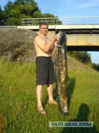 Подводная охота