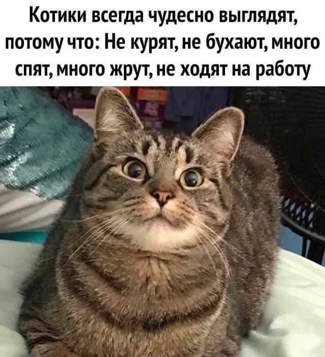 Картинки и мемы для настроения 026