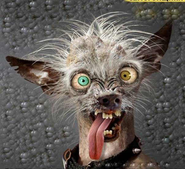 Откуда такие олени берутся?